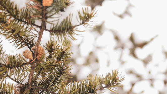 Vers un Noël responsable : notre guide complet